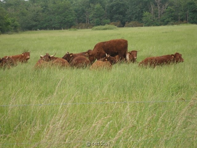 2007 05 Séjour en Brenne 031